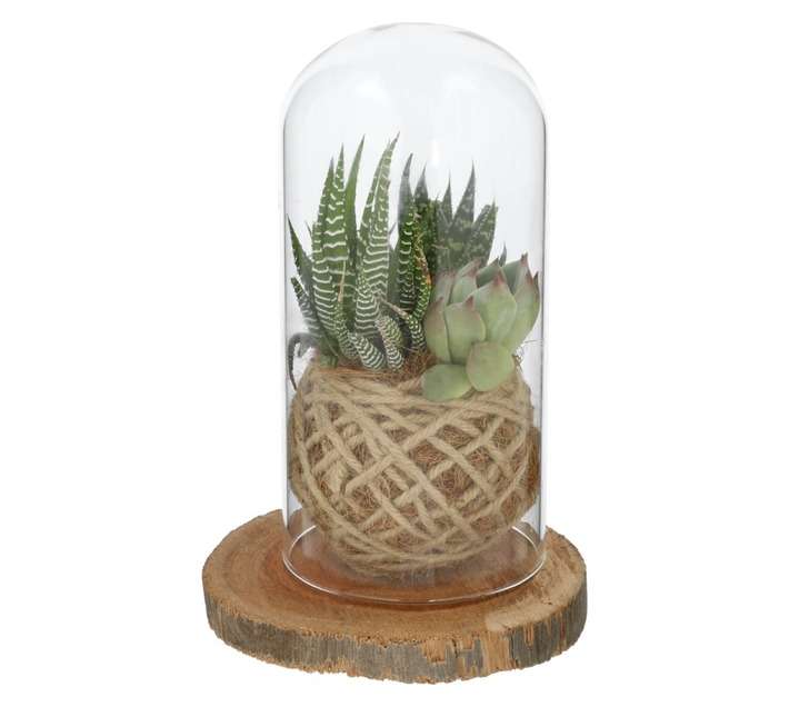 Kokedama Succulent in Glass (90mm)