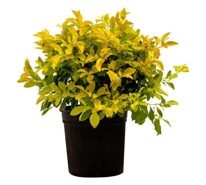 Colorweis Duranta Pot - Gold (150 x 150 x 300mm)