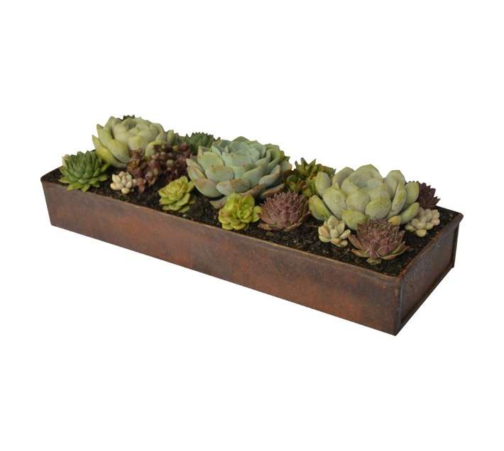 Swashbuckle Table Setting Succulent Mix in Tin
