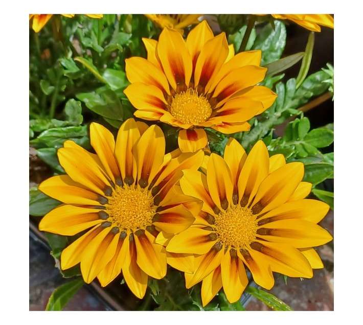 Shadowlands Nursery 4 Pack of Gazania Plants - Assorted