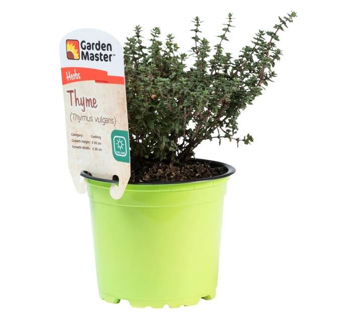 Garden Master Thyme Herb Pot (120mm)