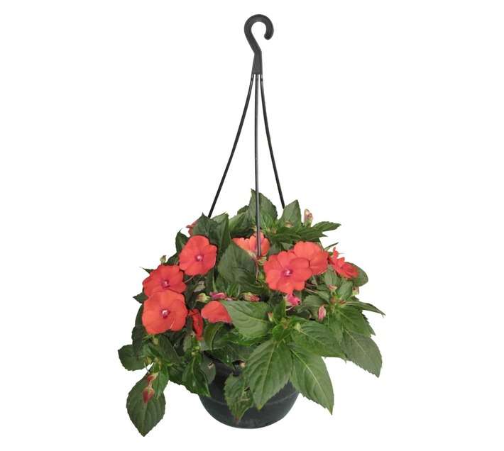Colorweis Sunpatiens Compact H/Basket (200mm)