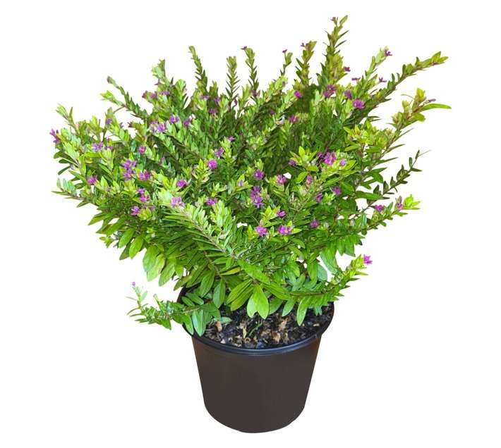 Colorweis Cuphea Hyss Coctail Pot (170mm)