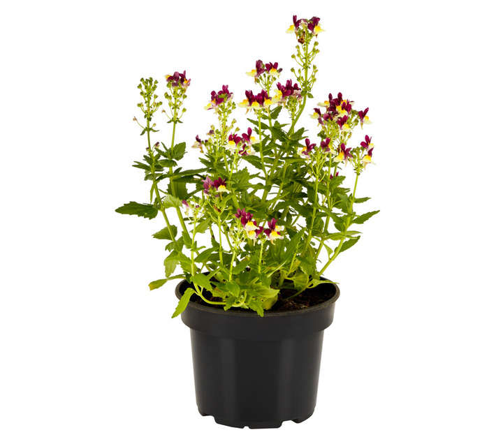 San Michell Nemesia Nesia Series Potted Plant - Assorted (150mm)