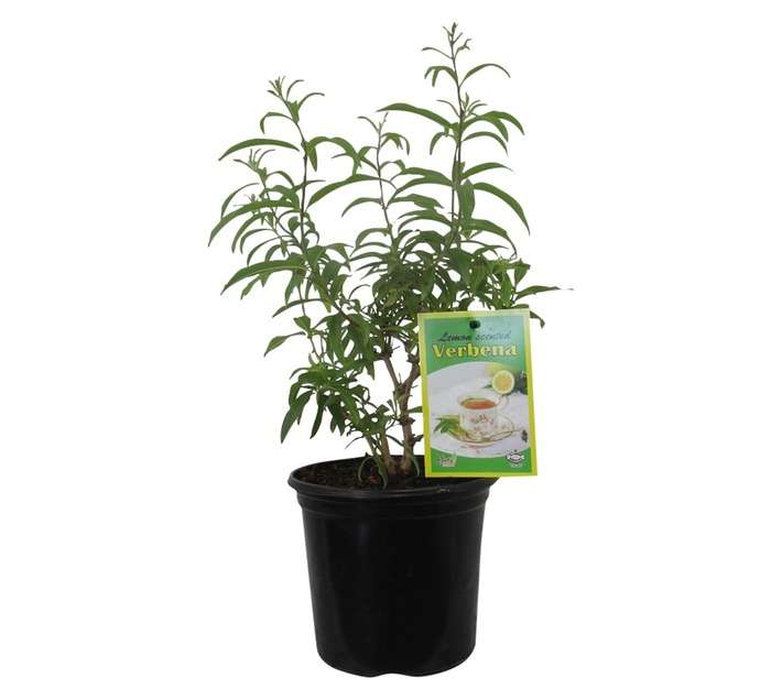Aloysia Triphylla (17cm Pot)