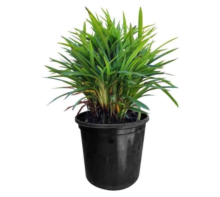 Nonke Plants DILJ4 Little Jess PBR Dianella (170mm)