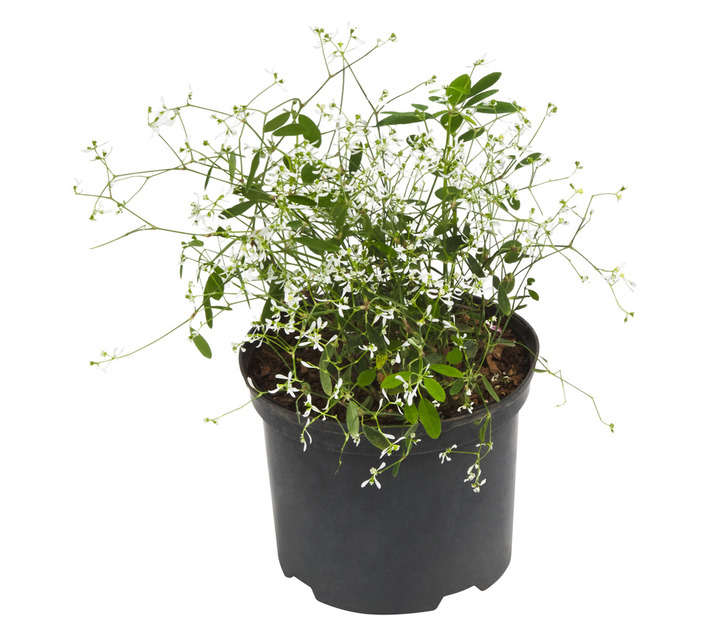Malanseuns Euphorbia Diamond Frost Potted Plant (170mm)