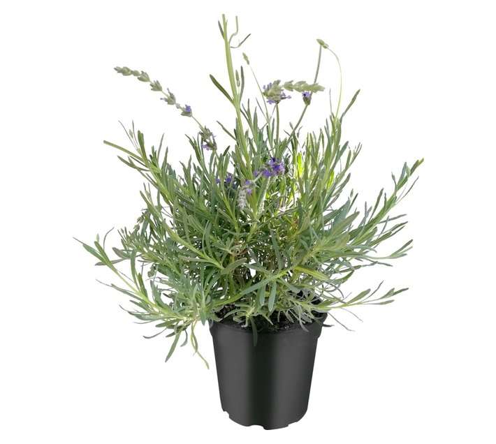 Perennial Colour Pot (170mm)