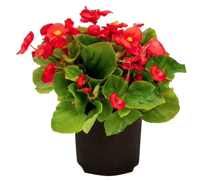 Colorweis Begonia Sprint Plus Pot - Red (150 x 150 x 300mm)