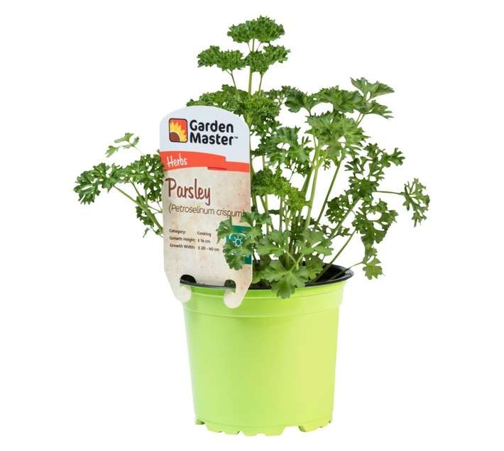 Garden Master Parsley Herb Pot (120mm)