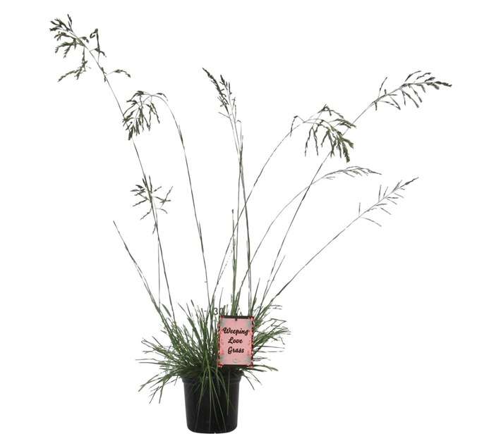 Eragrostis Curvula (17cm Pot)