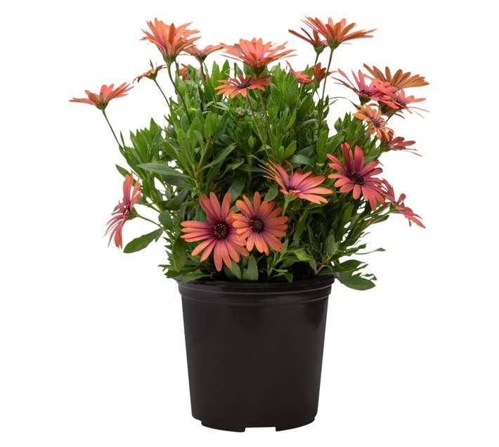Colorweis Osteospermum Power Pot (170mm)