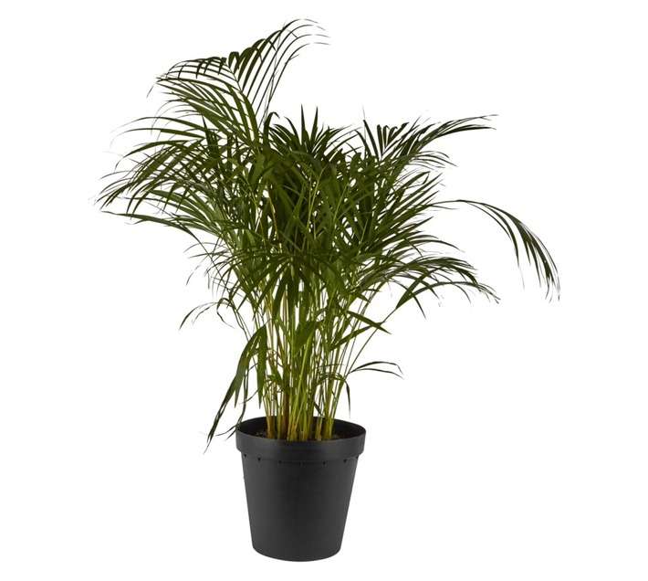 Florex Areca Lutescens Plant (300mm)