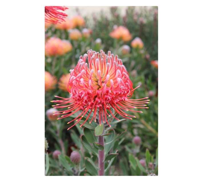 Arnelia Leucospermum Pot (200mm)