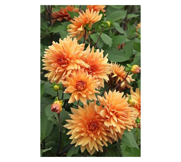 Hadeco Autumn Fairy Dahlia Border Bulb - Orange