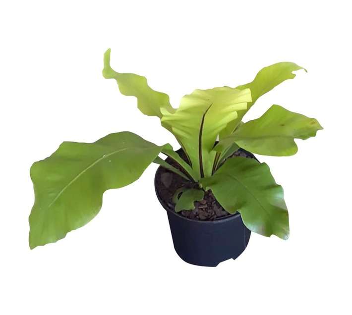 Airely Farms Asplenium Nidus Potted Plant (150mm)