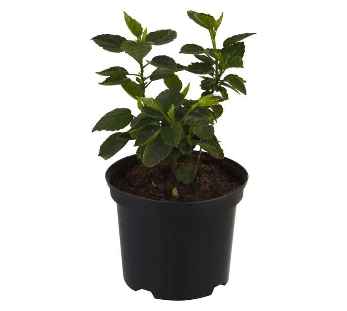 Malanseuns Hibiscus Poisedon Potted Plant (190mm)