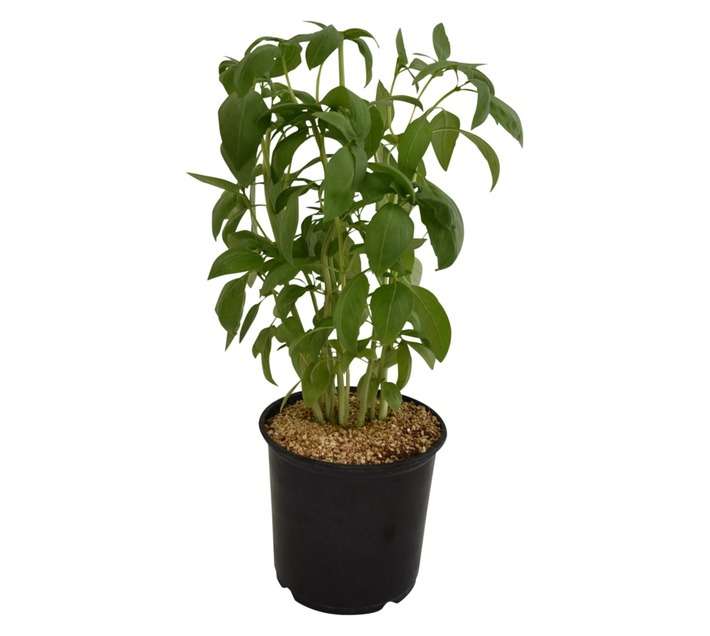 Garden Master Basil Herb Pot (120mm)