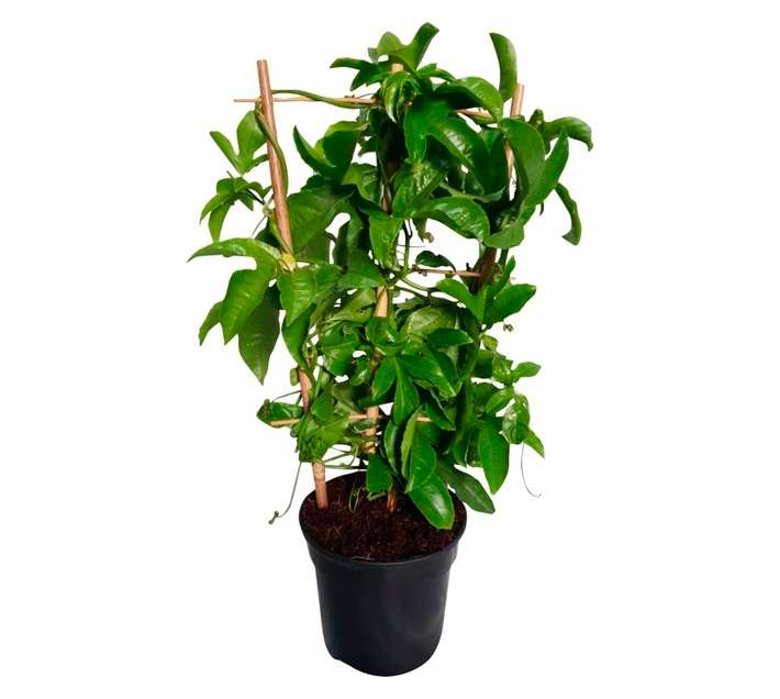Plantimex Passiflora Grand on Trellis Potted Plant (140mm)