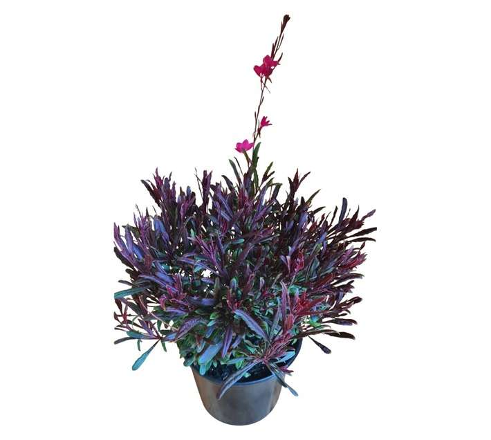 Colorweis Gaura Belezza Pot - Dark Pink (150 x 150 x 300mm)