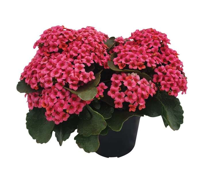 LVG Kalanchoe Else Flowers (140mm)