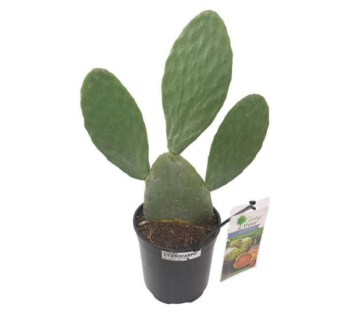 Giving Trees Cactus Pear Fruit Tree (230mm)