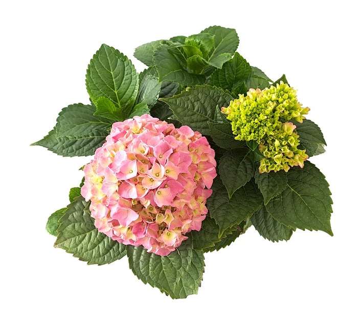 Tuberflora Hydrangea Macrophylla Plant (190mm)