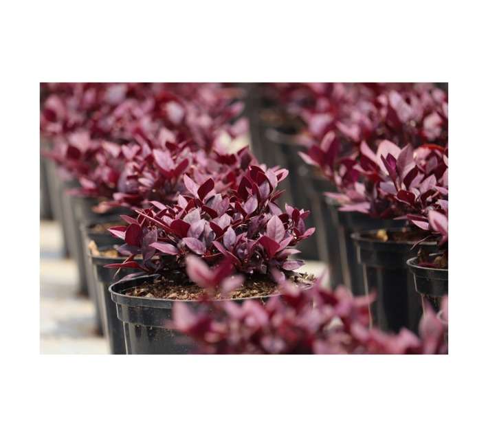 Alternanthera Den Little Pot - Ruby (150mm)