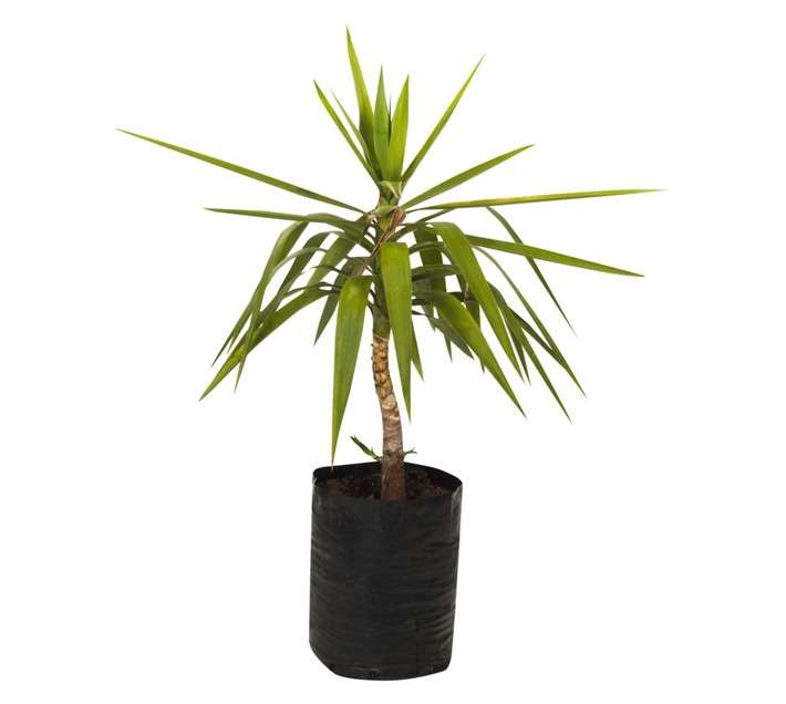 Yucca Tips Bag (20L)