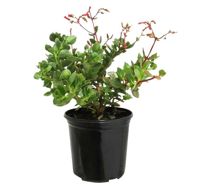 Kalanchoe Tessa (15cm Pot)