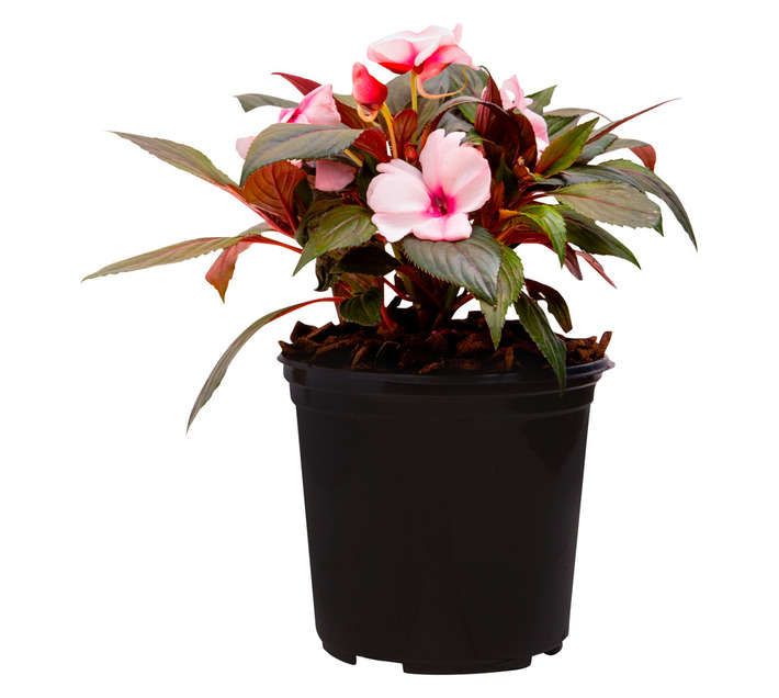 Colorweis C/Work New Guinea Impatiens - Pink/White (150 x 150 x 300mm)