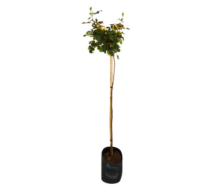 Malanseuns Rose Germiston Gold Bag (10L)