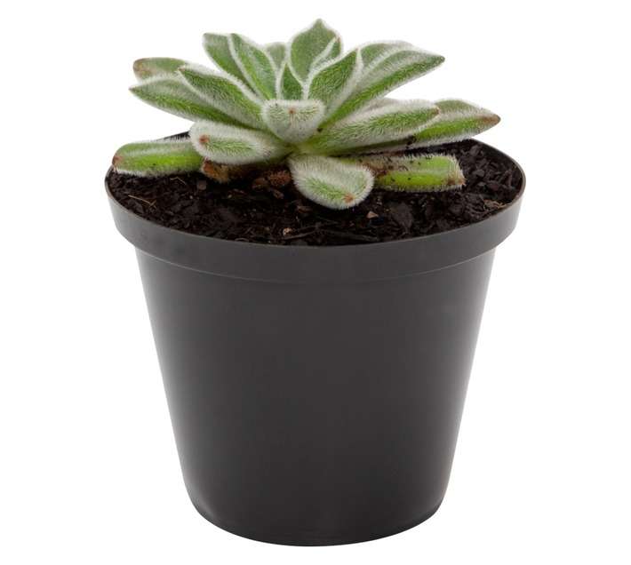 Plantimex Water Smart Echeveria Pot (100mm)
