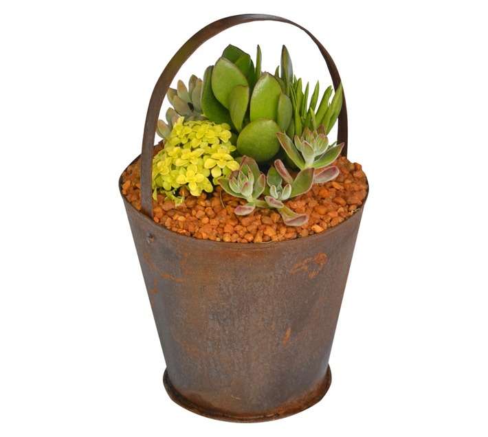 Swashbuckle Garden Basket Succulent Mix in Tin