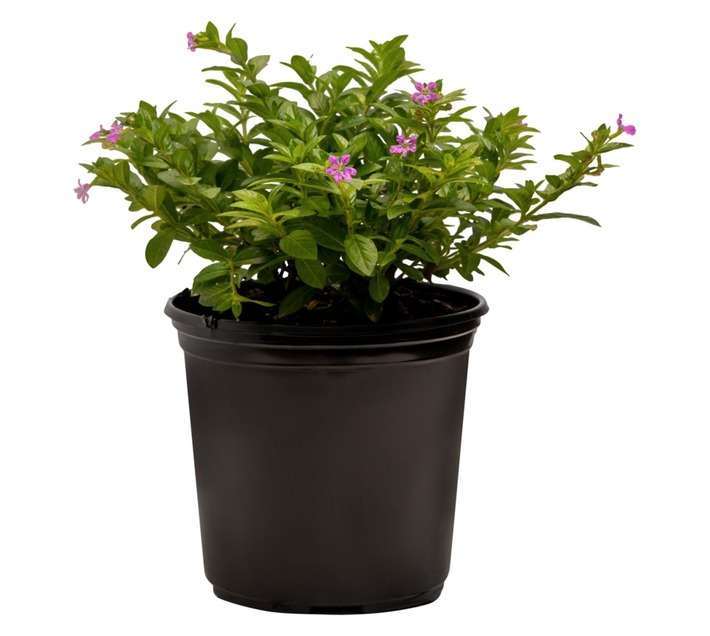 Colorweis Cuphea Mexicana Pot - Lilac (150 x 150 x 300mm)