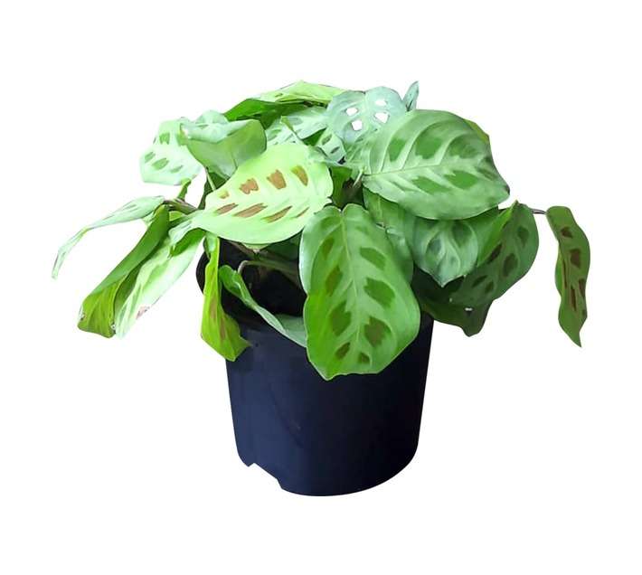 Airely Farms Maranta Kerchoveana Potted Plant (430mm)