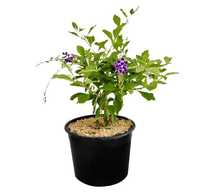 Colorweis Duranta Sapphire Showers Pot (170mm)