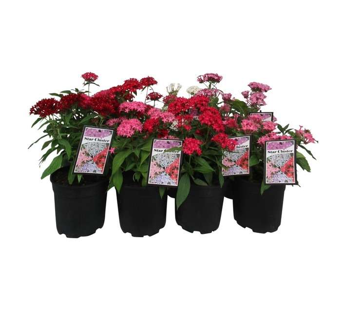 Pentas Butterfly Mixed (17cm Pot)