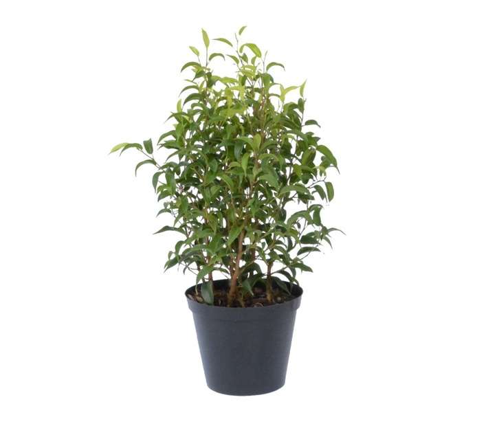 Plantimex 54239 Ficus Pot (150mm)
