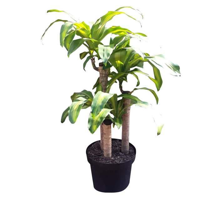 Airely Farms 3PP Dracaena Massangeana Potted Plant (250mm)