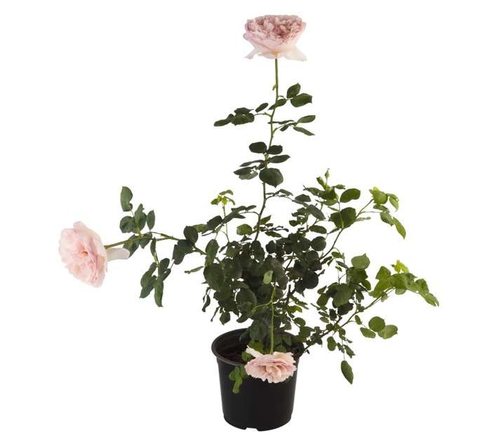 Malanseuns Princess Charlene De Monaco Potted Plant (190mm)