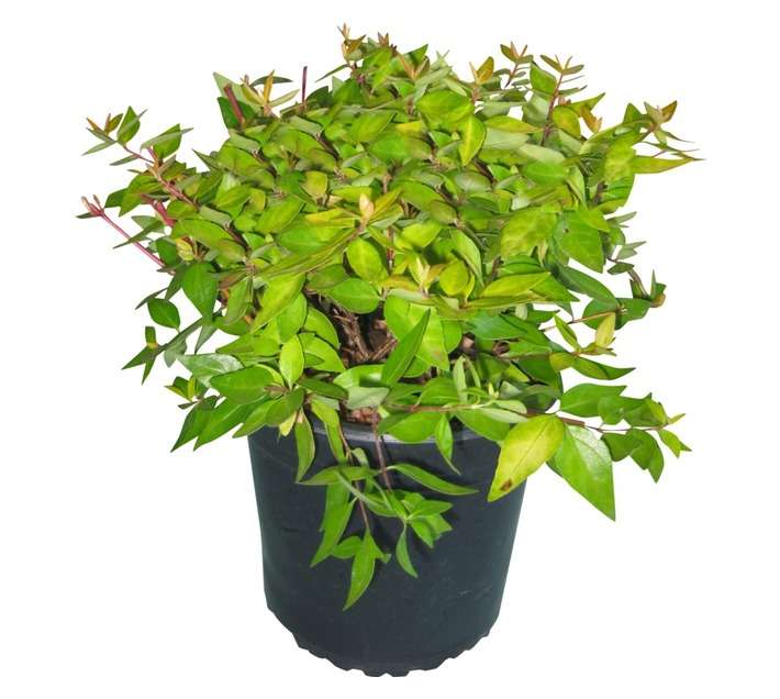Colorweis Abelia Grandfilora Pot (170mm)