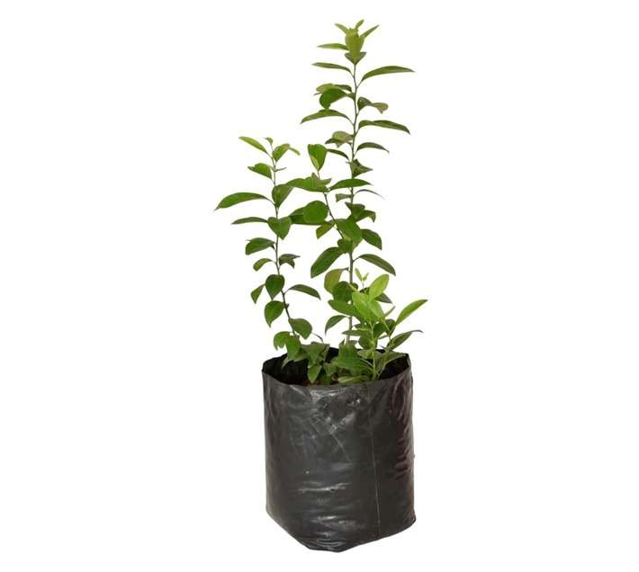 Colorweis Citrus Bag (6L)