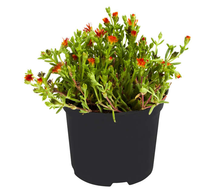 Malanseuns Delosperma Wheels of Wonder Orange Wonder Potted Plant (150mm)