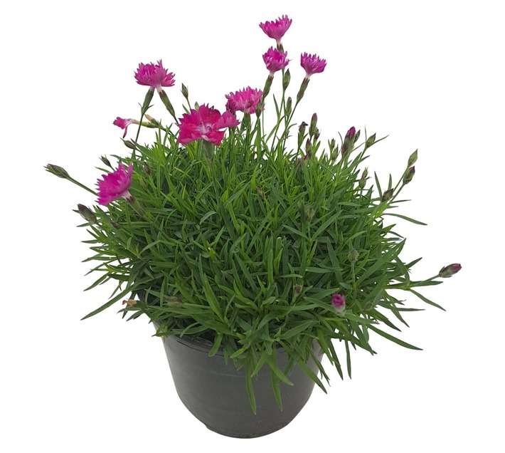 Tuberflora Dianthus Plant (120mm)