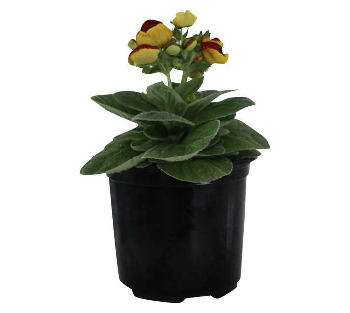 Andy Titterton Calceolaria Potted Plant (120mm)