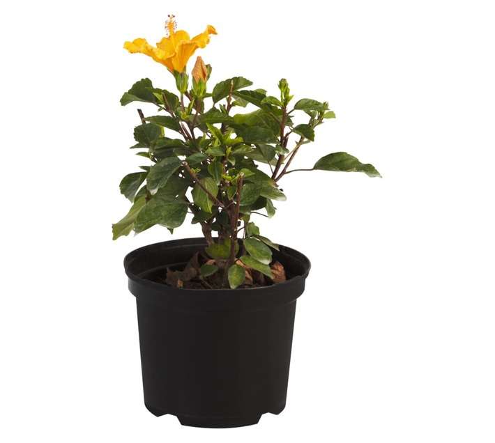Malanseuns Hibiscus Athenacus Potted Plant (190mm)