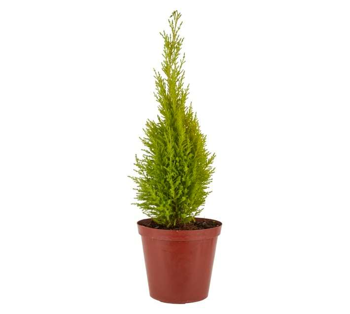 Florex Cupress Gold Crest Plant (200mm)