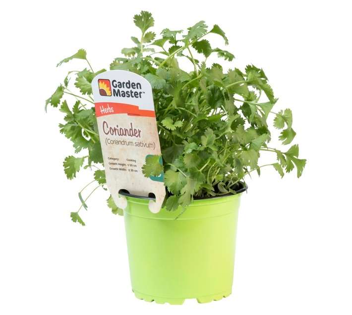 Garden Master Coriander Herb Pot (120mm)