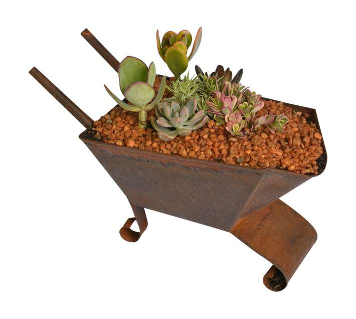 Swashbuckle Garden Barrow Succulent Mix in Tin